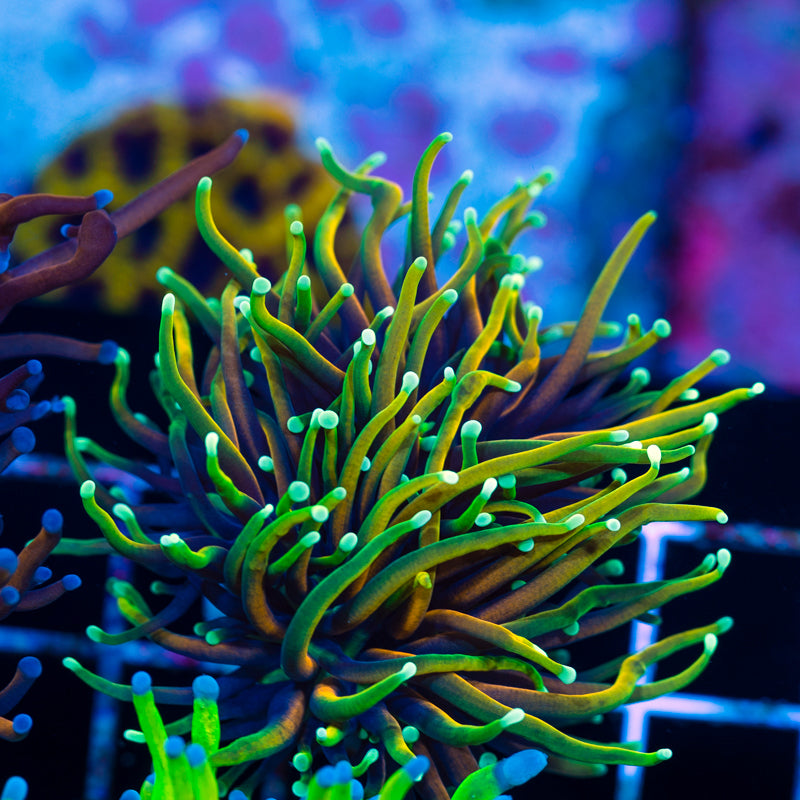 CC 21 Tails Torch
