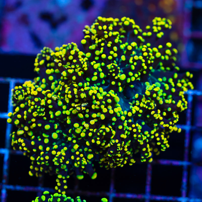 Kreeger's Octospawn