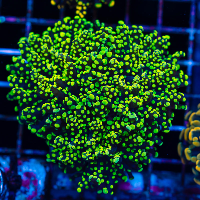 Lemon Lime Octospawn