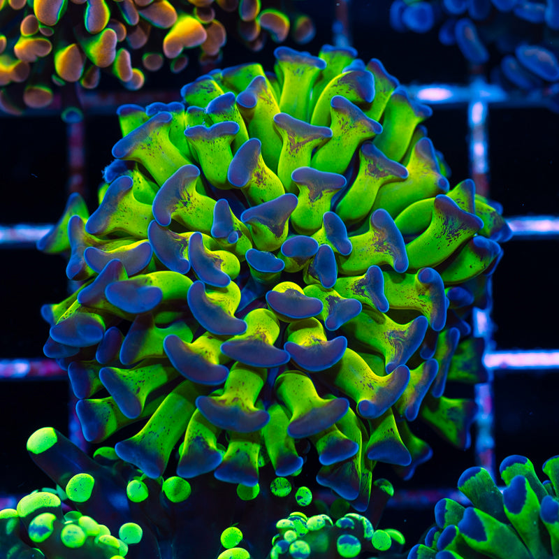 Hologram Hammer