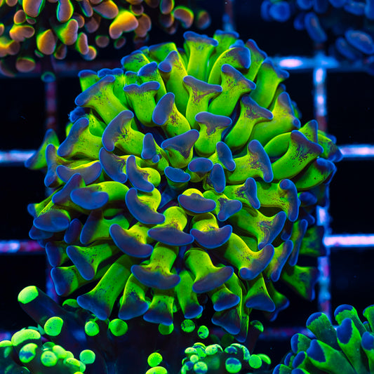 Hologram Hammer