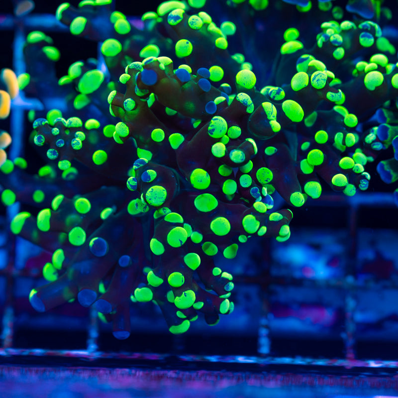CC Splatter Frogspawn