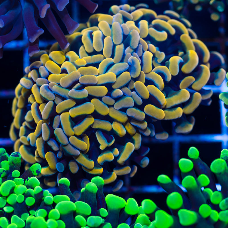 CC Golden Rainbow Hammer #1