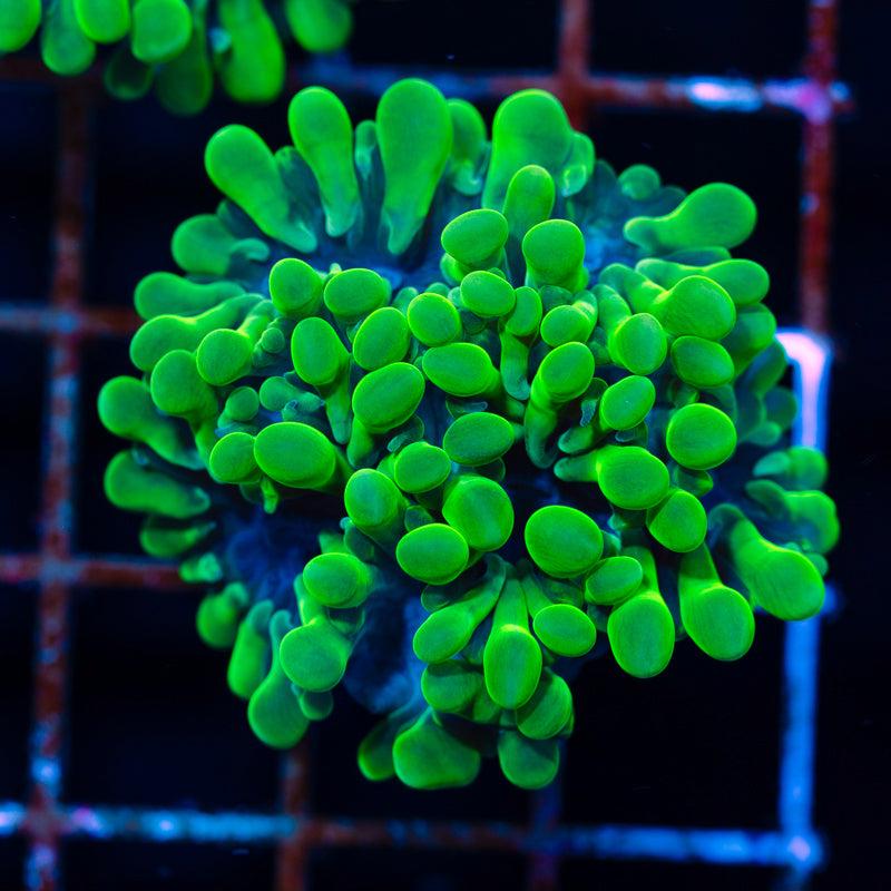 Uber Green Octobubble #1