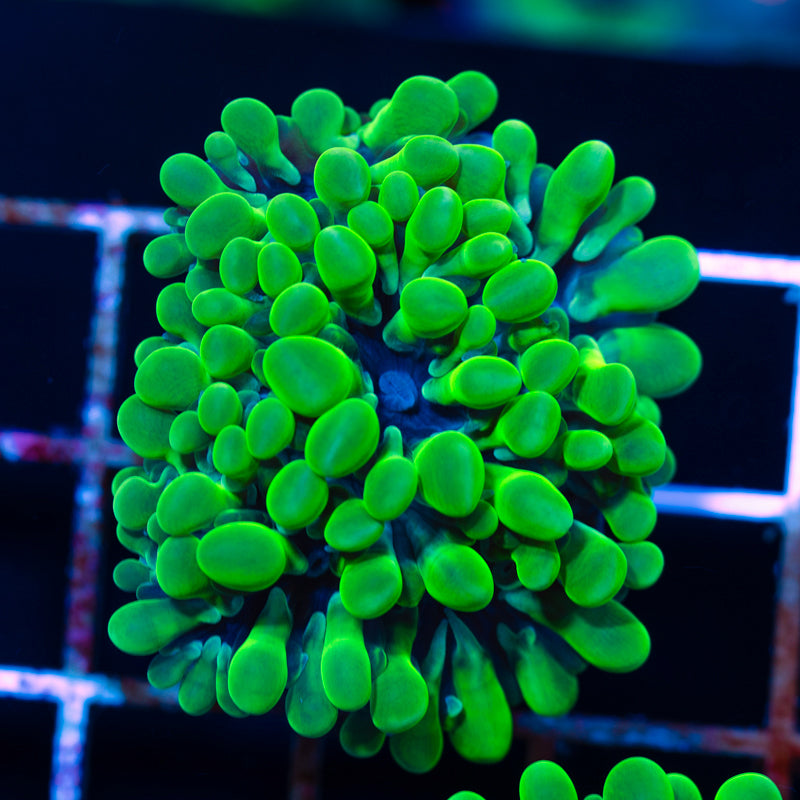 Uber Green Octobubble #2