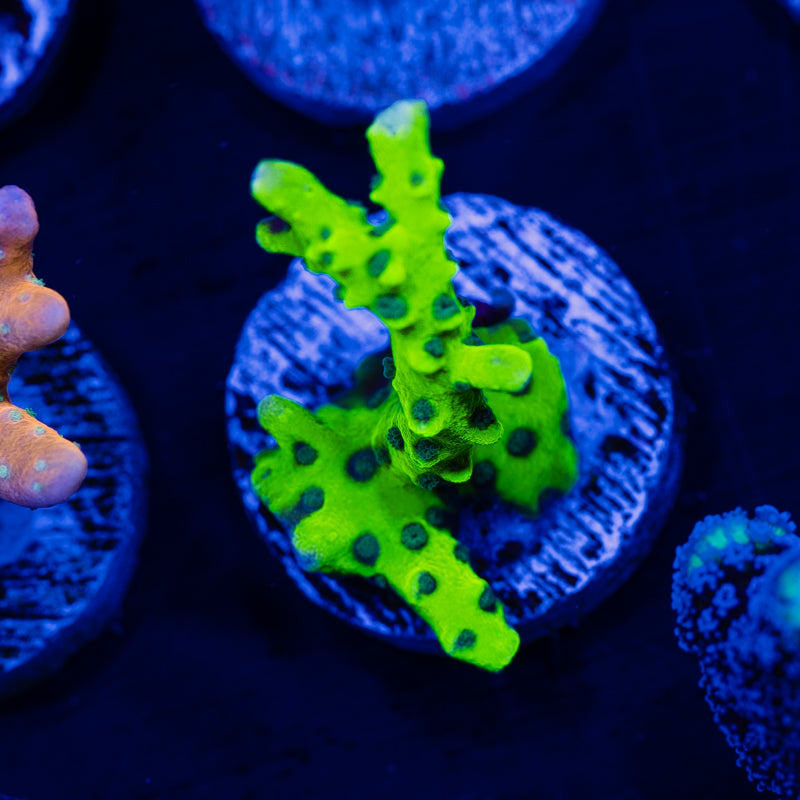 Bioreef Anacropora