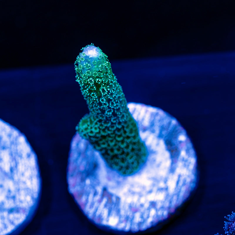 ORA German Blue Digitata