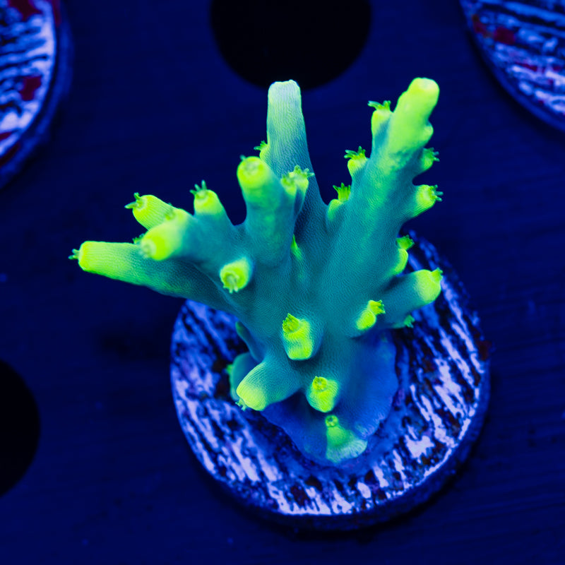 CC Retina Blaster Suharsoni