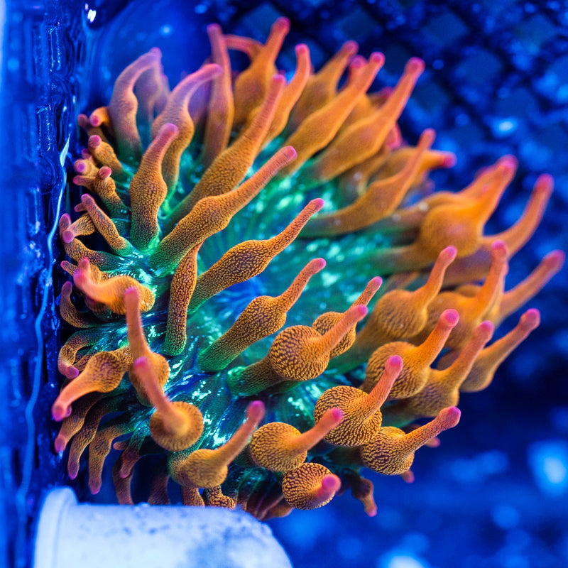 ECC Ultra Rainbow BTA