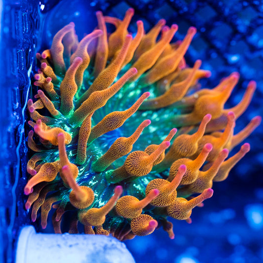 ECC Ultra Rainbow BTA