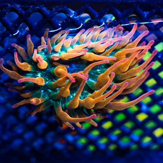 ECC Ultra Rainbow BTA