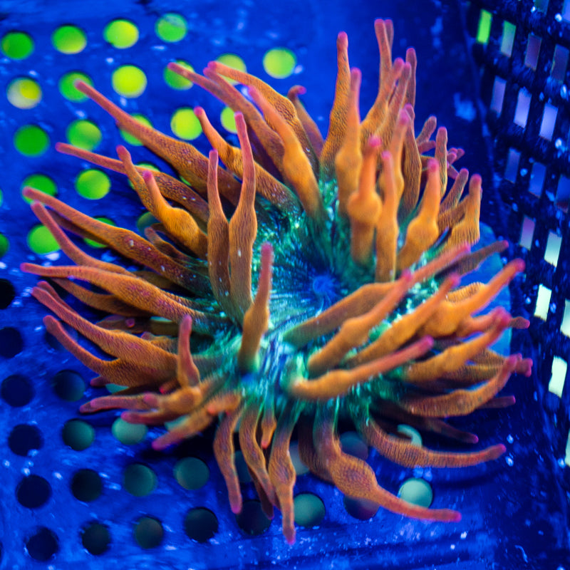 ECC Ultra Rainbow BTA