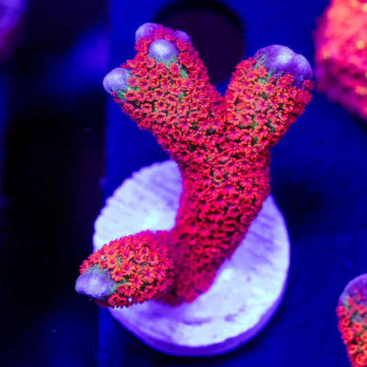 Forest Fire Digitata