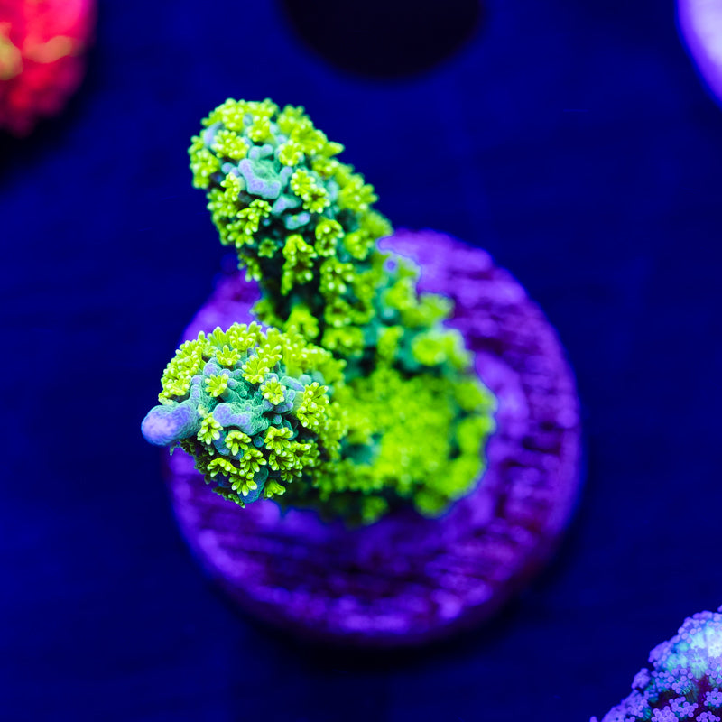 Tubbs Extra Green Polyp Stellata Monti