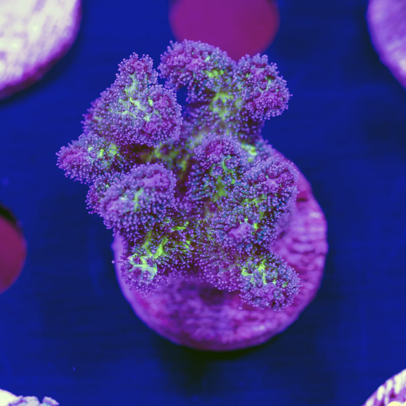 CC Royale Pocillopora #1
