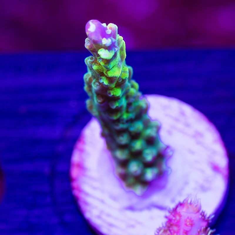 CC Grafted Banana Hammock