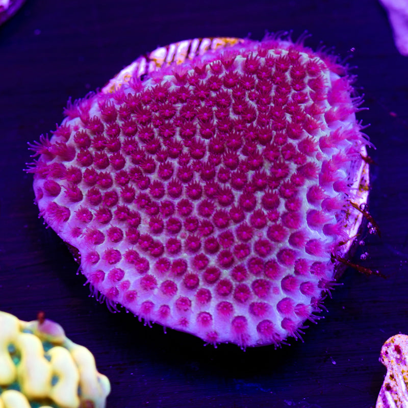 Tyree Sand Dollar Porites