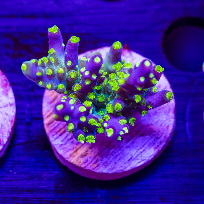 CC Ultimate Bonsai #1