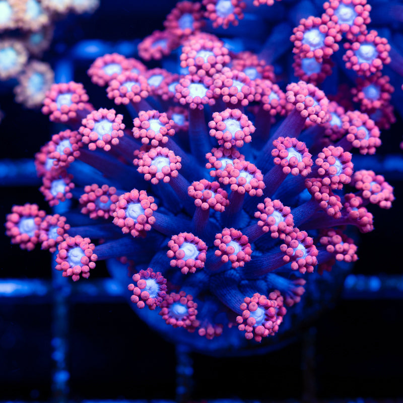 Aussie West Coast Goniopora #2