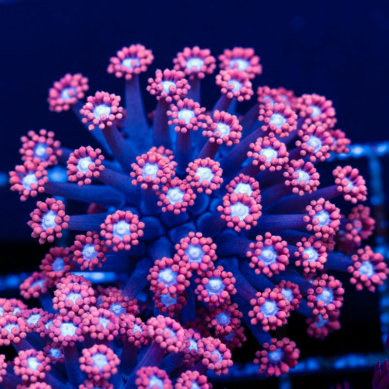 Aussie West Coast Goniopora #3