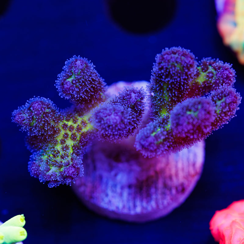 CC Royale Pocillopora