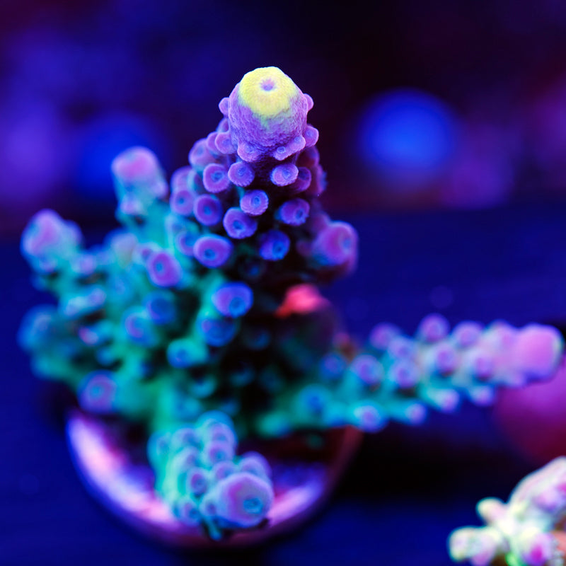 WWC Yellowtip