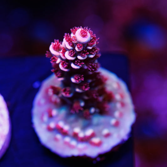 TGC Cherry Bomb #2