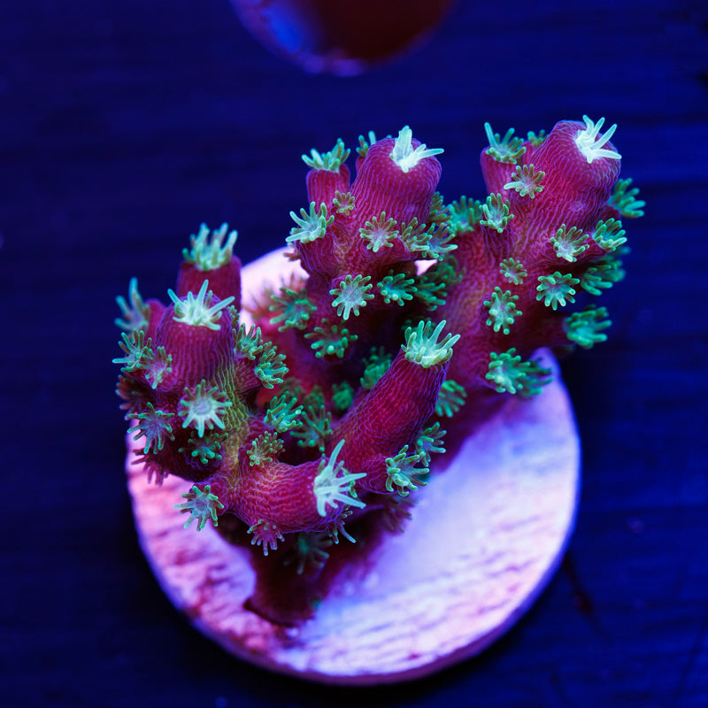 BC Bonsai Humulis