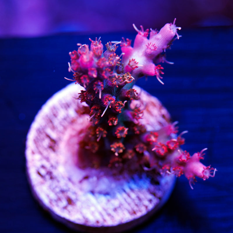 Vivid Confetti #2