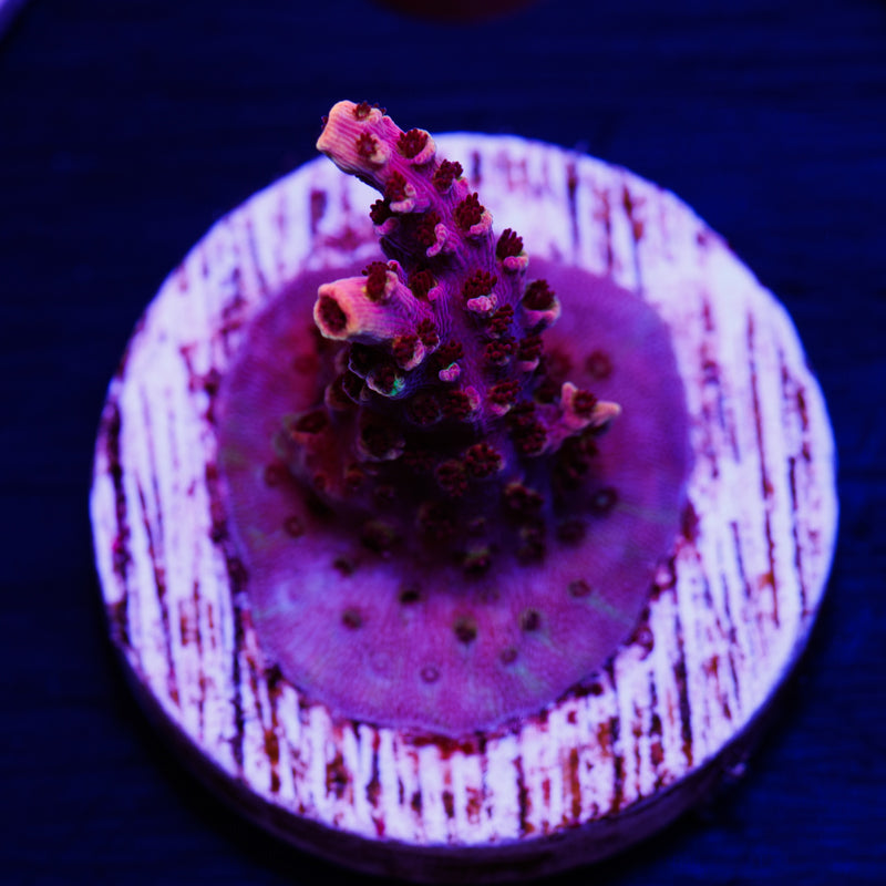 CC Mai Tai Table