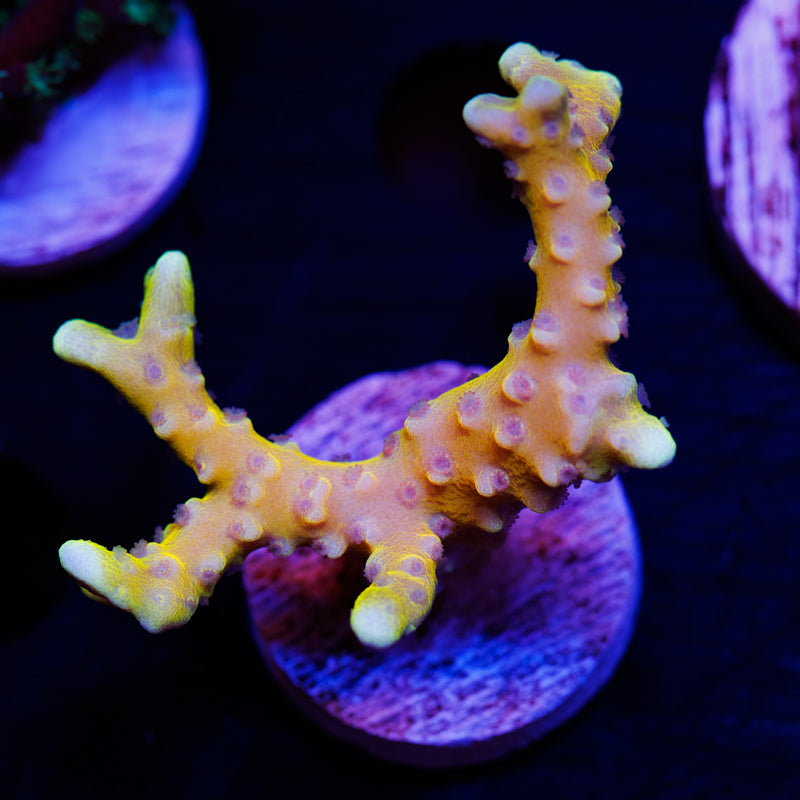 RRC Goldenrod