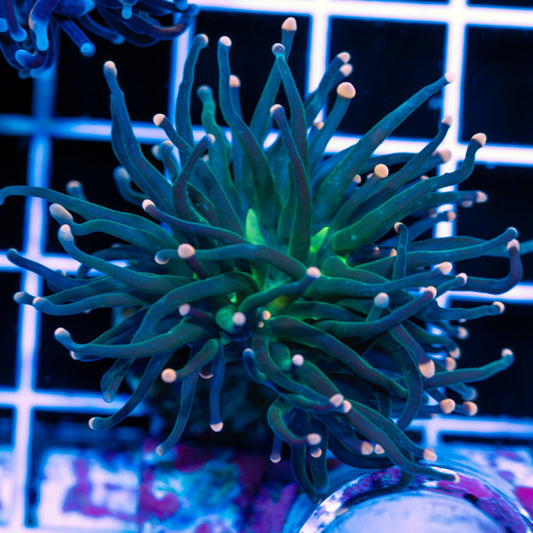 Pink Tip Torch