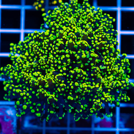 Lemon Lime Octospawn