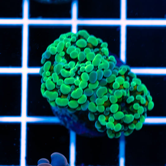 Green Tip Hammer