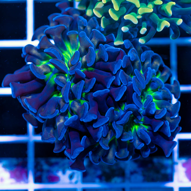 CC Divine Hammer