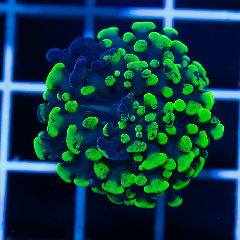 CC Green Splatter Hammer