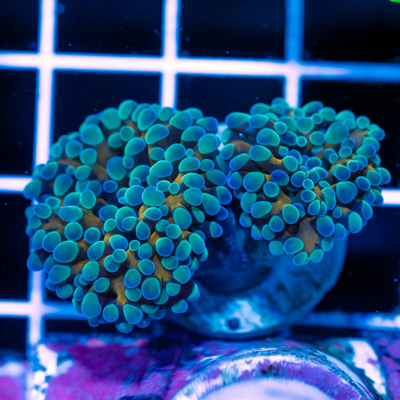 Maize and Blu Hammer