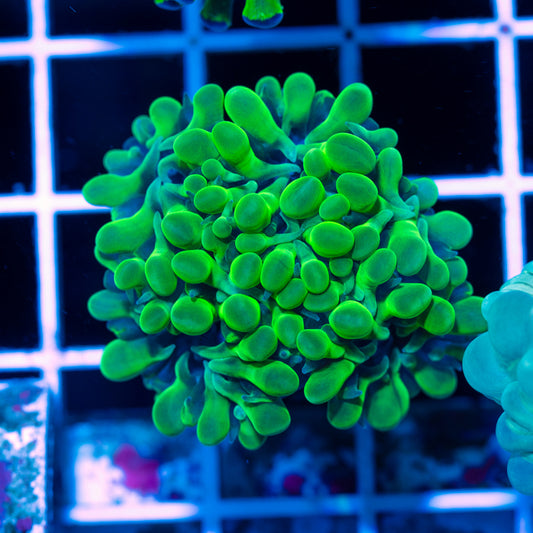 Uber Green Octobubble