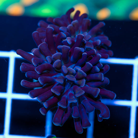 Funky Hammer #2