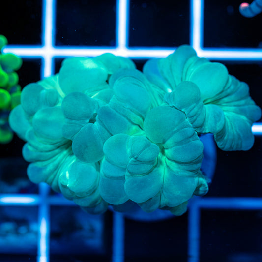 Fox Coral
