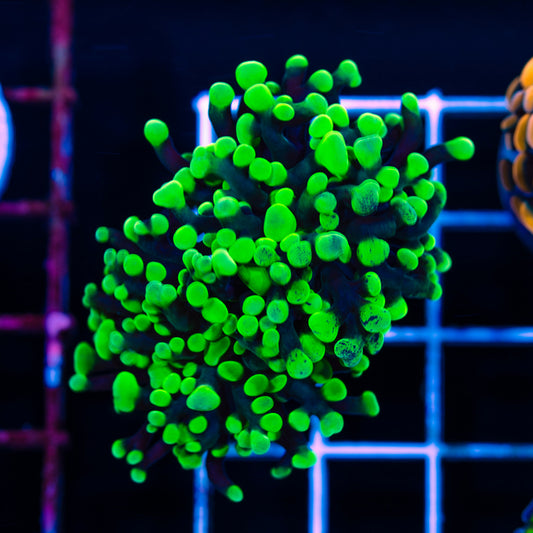 CC Splatter Hammer