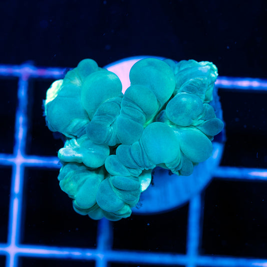 Fox Coral #2