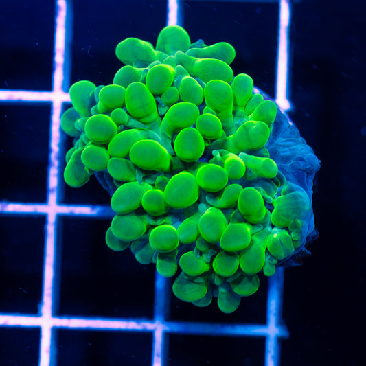 Uber Green Bubble Coral #2