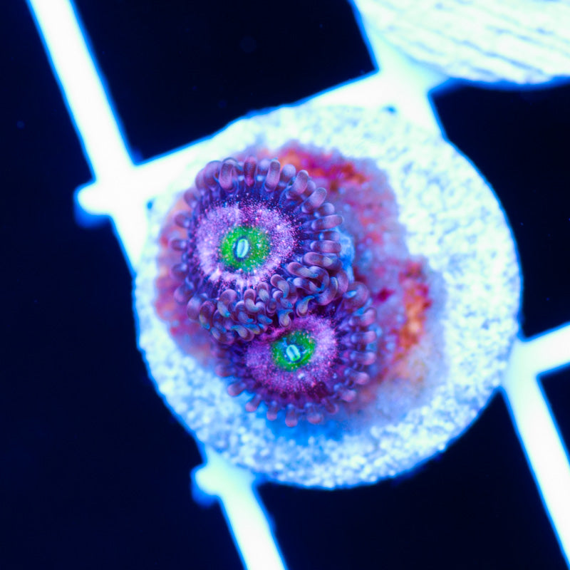 OG Chong Bong Zoanthids