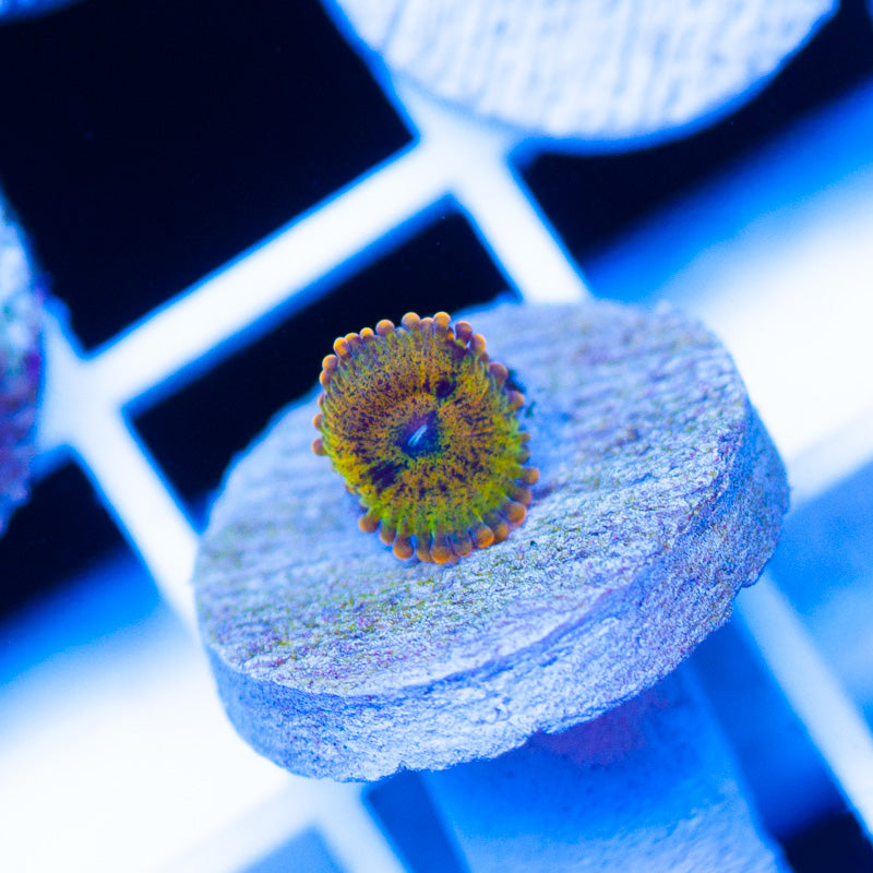 RR Arlo Zoanthid