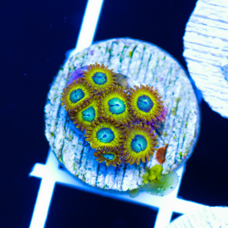 OG Pikachu Zoanthids