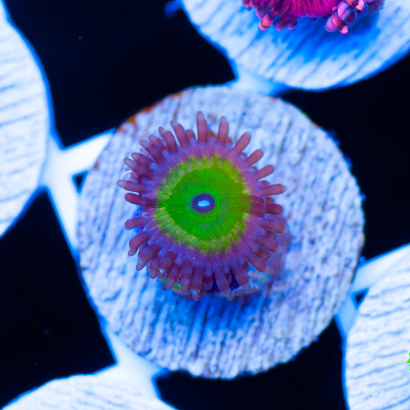CC Sour Apple Zoanthid