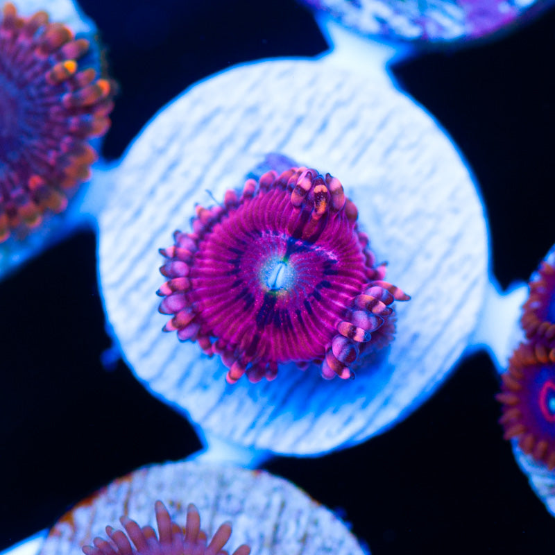 CC Pink Passion Zoanthid