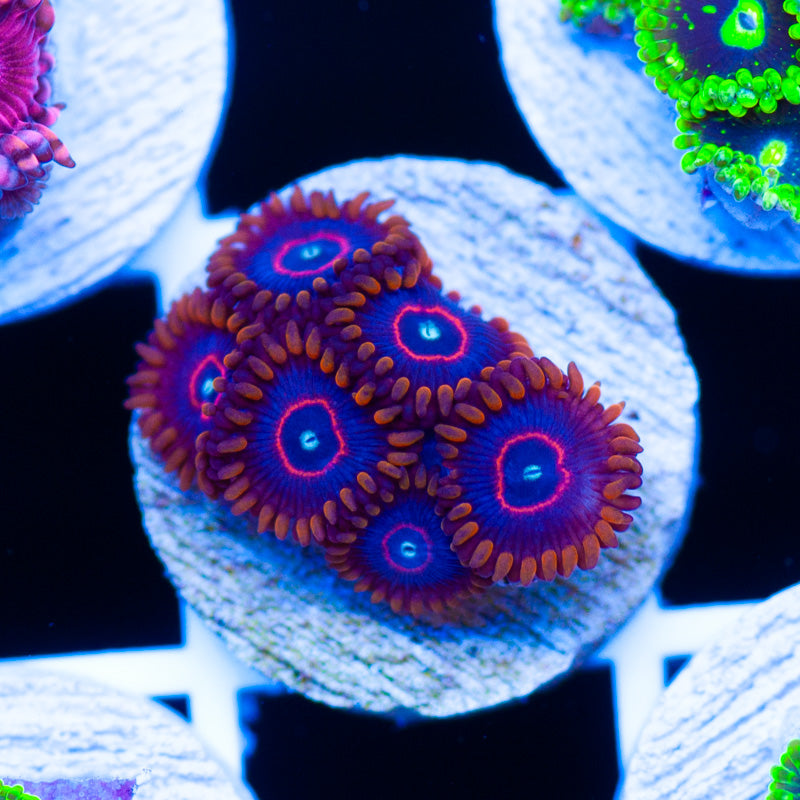 OG Red Hornet Zoanthids