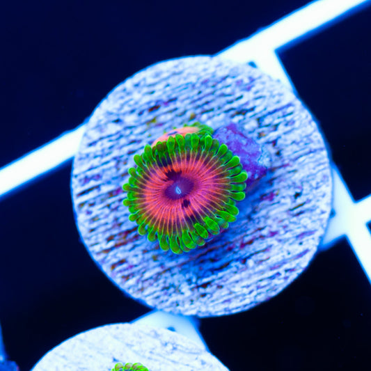 Hallucination Zoanthids